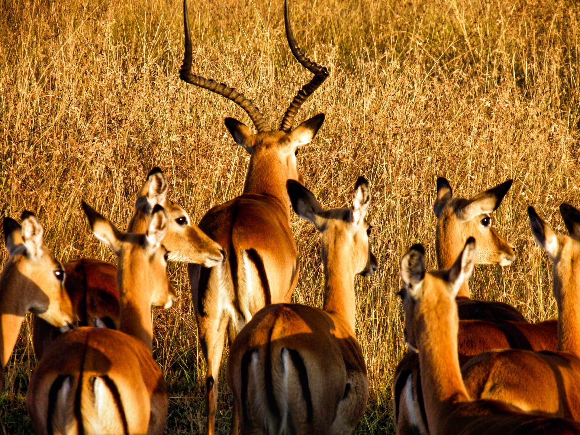 Africa – Amazing African Safari – Bild 3