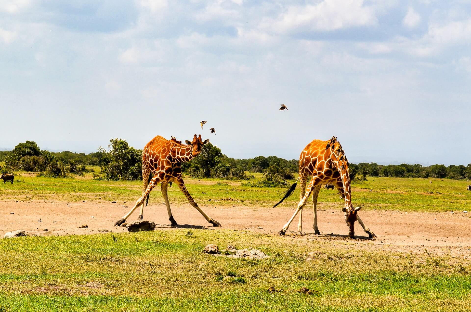 Africa – Amazing African Safari – Bild 4