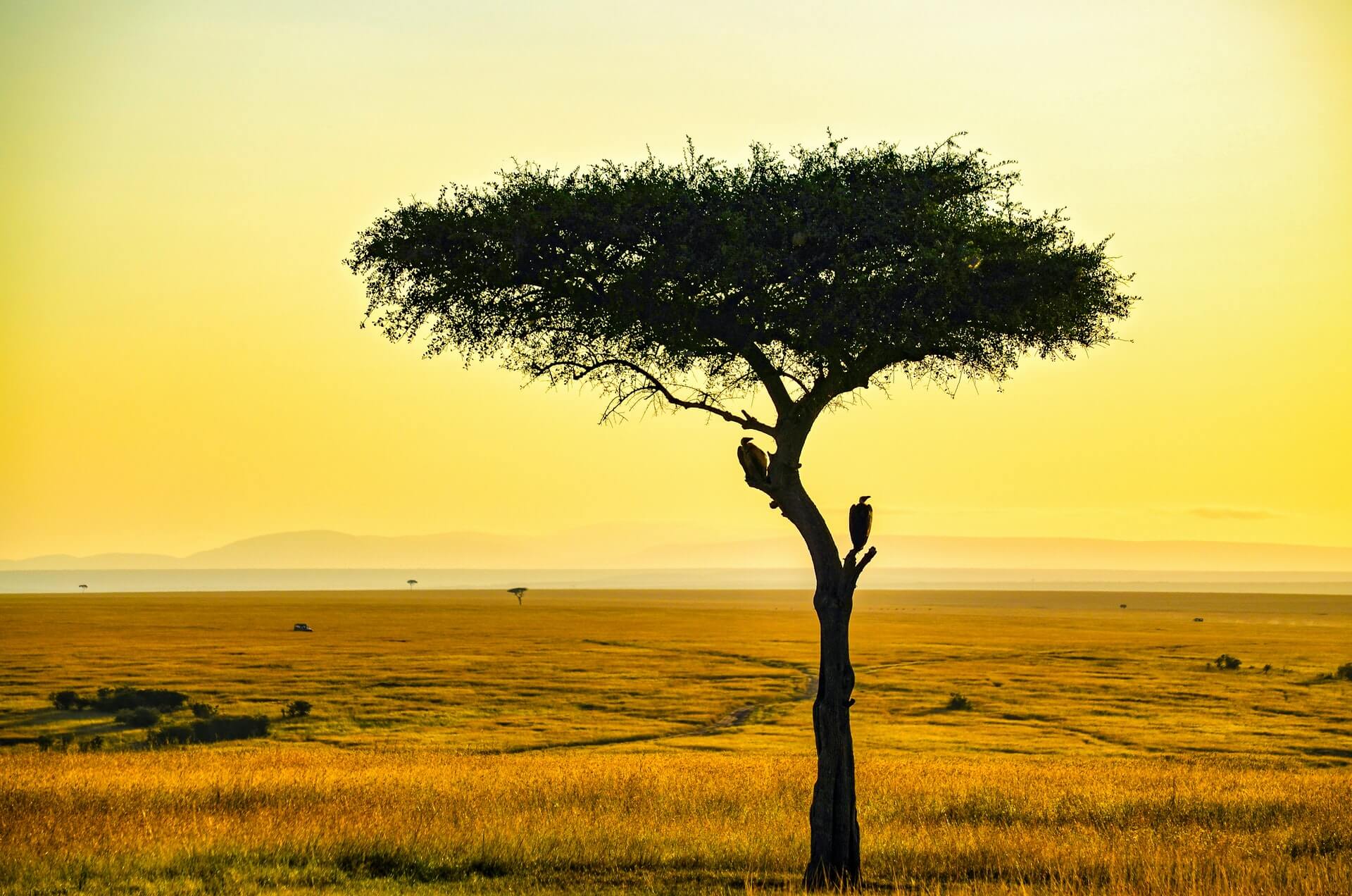 Africa – Amazing African Safari – Bild 5